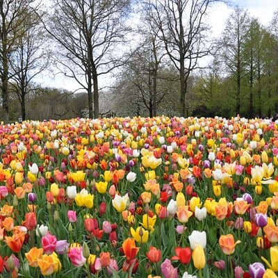 Private Off-the-beaten-path Tulip & Windmill Tour 2