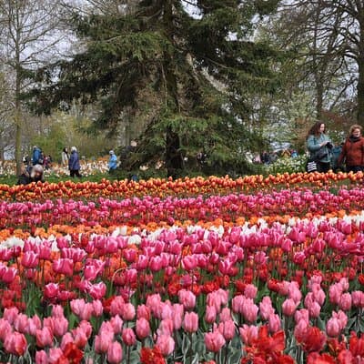 Private Off-the-beaten-path Tulip & Windmill Tour 4