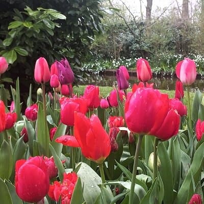 Keukenhof Gardens Day Trip from Amsterdam - Private & Custom Tour 2