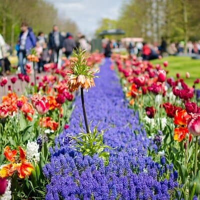 Keukenhof Gardens Day Trip from Amsterdam - Private & Custom Tour