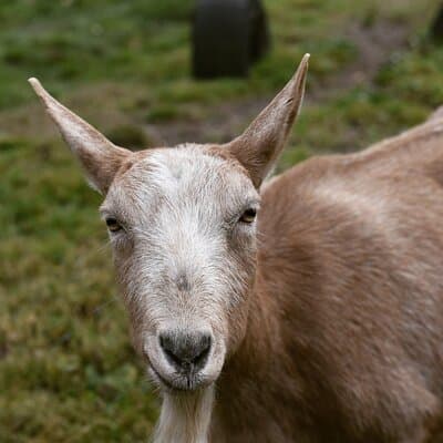 1.5 Hour Immersive Farm Experience in Adirondacks 5
