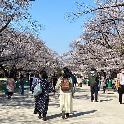 Tokyo Cherry Blossom Walking Tour