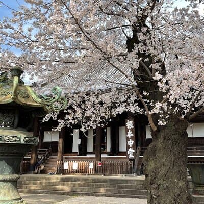 Tokyo Cherry Blossom Walking Tour 2