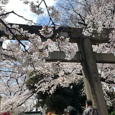 Tokyo Cherry Blossom Walking Tour 3