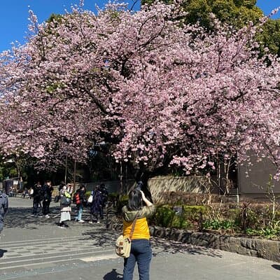 Tokyo Cherry Blossom Walking Tour 4