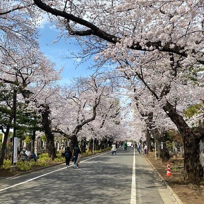 Tokyo Cherry Blossom Walking Tour 5