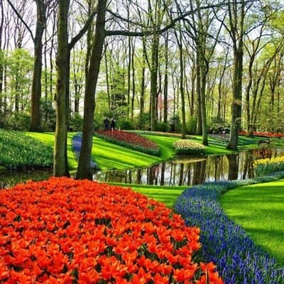 Amsterdam Private Sightseeing Tour to the Keukenhof 3