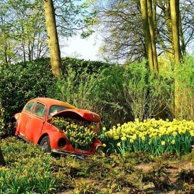 Amsterdam Private Sightseeing Tour to the Keukenhof 5