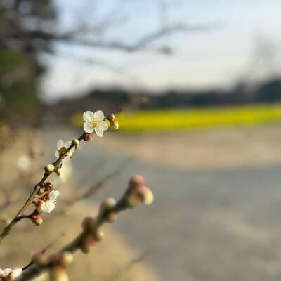 Hama-rikyu Gardens Walking Tour with Matcha& Japanese Sweets 3