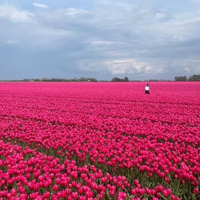 5 Hours Private Tulip Experience at Keukenhof Gardens 3