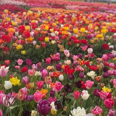 5 Hours Private Tulip Experience at Keukenhof Gardens 4