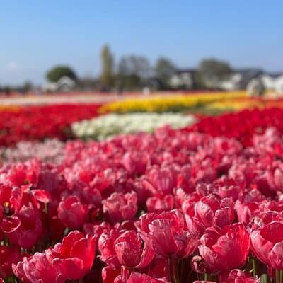 5 Hours Private Tulip Experience at Keukenhof Gardens 5