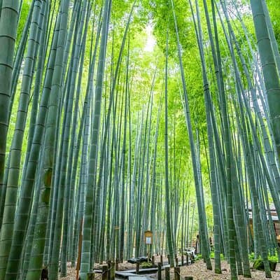 Private Kamakura Enoshima Tour from Tokyo w/ pickup & local guide 3