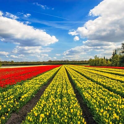 Keukenhof Tulip Garden Tour