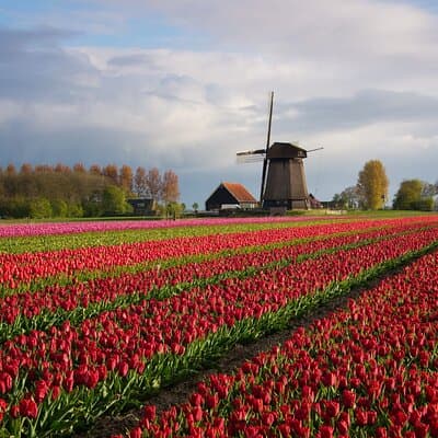 Keukenhof Tulip Garden Tour 3