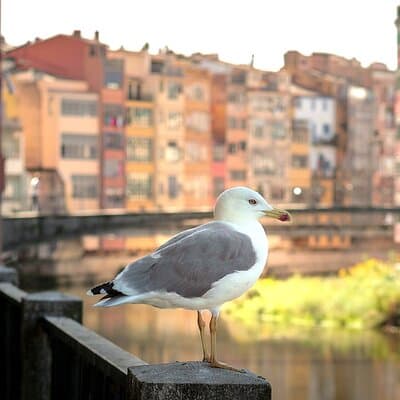 Medieval Girona & Costa Brava’s Top Beach–Unforgettable Day Trip 3