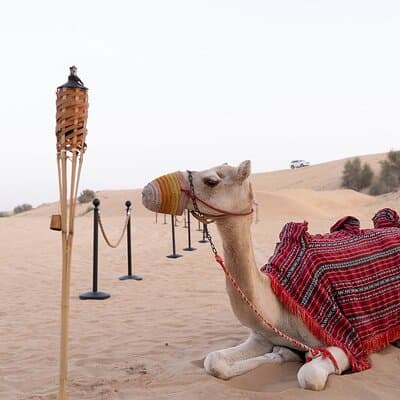 Morning Desert Safari in Dubai with Camel Ride & Sand Boarding 5