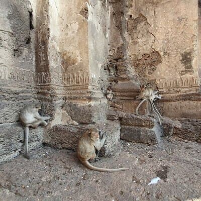 Bangkok to Ayutthaya Lopburi Monkey Temple, Largest Buddha Tour 3