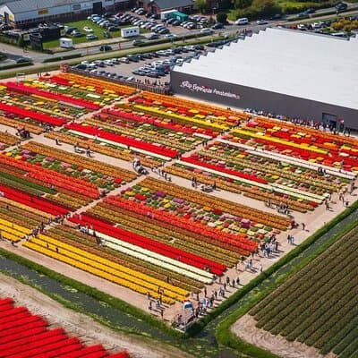 5 Hours Private Tulip Experience at Keukenhof Gardens 2