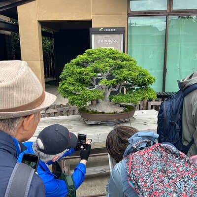 Private Omiya Bonsai Village Tour with Licensed Guide 4