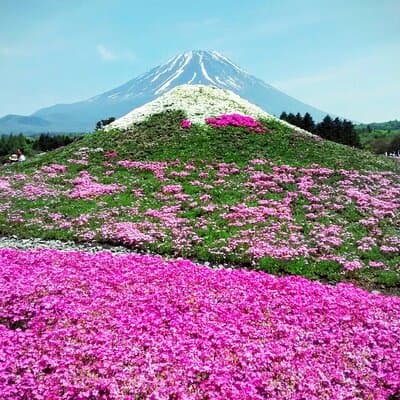 Majestic Mount Fuji: Exclusive Private Day Tour 4