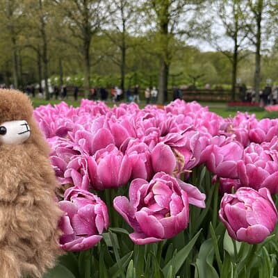 Tulip Paradise: Keukenhof Half-Day Private Tour