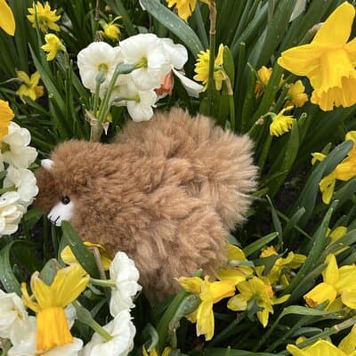 Tulip Paradise: Keukenhof Half-Day Private Tour 3