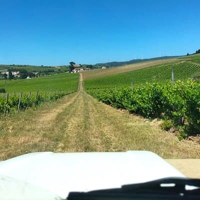 Winery, Tastings & 4x4 Vineyards Tour, Half Day Trip from Lisbon 4