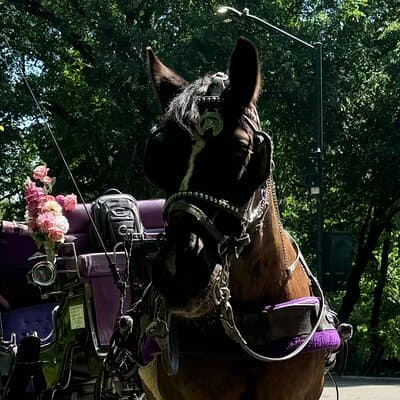 NYC Empire State Horses Carriage Ride in Central Park(55 Mins) 3