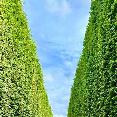 Giverny and Chateau du Champ de Bataille Private Tour from Paris 4