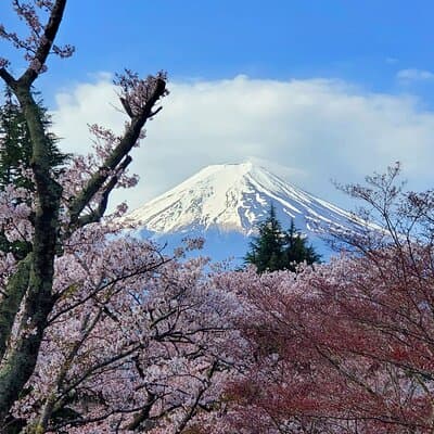 3 Days Tokyo, Mt. Fuji and Hakone Private Tour from Tokyo 4
