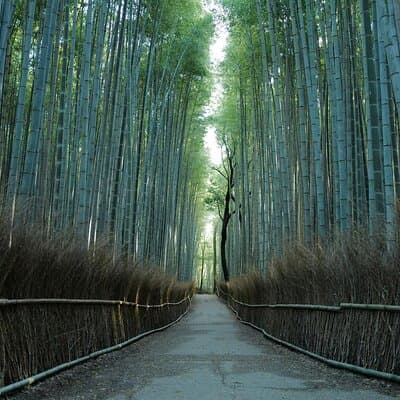 Kyoto Early Bird Tour Tokyo Round or One Way Shinkansen 3