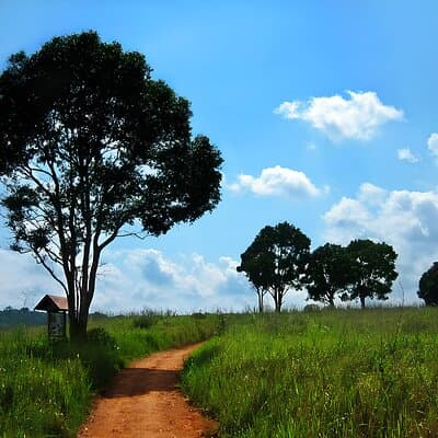 Bangkok: Khao Yai Nature Trails & Heaw Suwat Waterfall 5