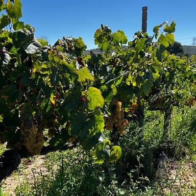 Private Artisanal Winery Visit with Wine Tasting from Sitges 2