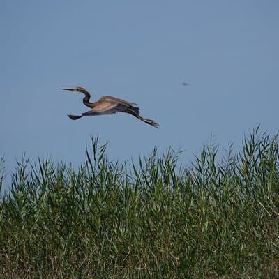 Lisbon : Boat Tour - Bird Observation in the Tejo Nature Reserve 4