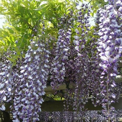 Hama-rikyu Gardens Walking Tour with Matcha& Japanese Sweets 4