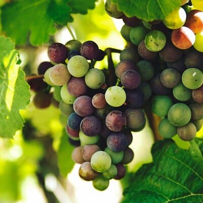 Lisbon Region Wine Tour: Mafra & Ericeira + Hotel Pick-Up
