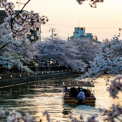 Tokyo City Adventures Private English Tour With Hotel Pickup 4