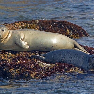 New York City Sightseeing and Seals Boat Tour