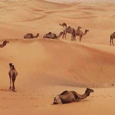Dubai Evening Desert Safari with BBQ & Live Shows 3