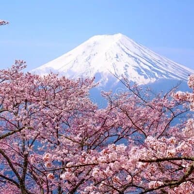 Mount Fuji Luxury Tour in Mercedes-Benz | Green Plate Car 3
