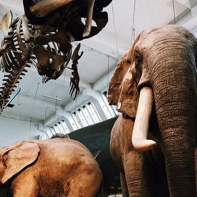 Family Friendly Natural History Museum London Private Guided Tour 3