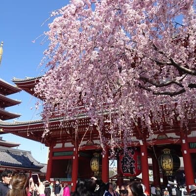 Private Tokyo with Exceptional Guide Tailored to Your Needs