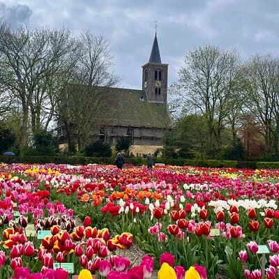 Private half day Tulip & Windmill Tour(non touristy)