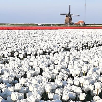 Private half day Tulip & Windmill Tour(non touristy) 3