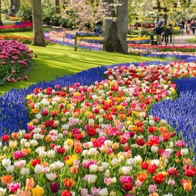 Discover Keukenhof and Zaanse Schans Windmills from Amsterdam 3