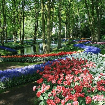 Tulip Paradise: Keukenhof Half-Day Private Tour 5