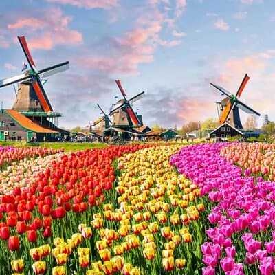 Tulip Paradise: Keukenhof Half-Day Private Tour 2
