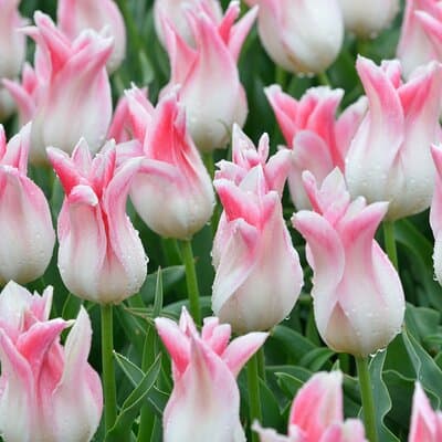 From Amsterdam - Private Keukenhof Garden Tour (Skip-the-line) 4