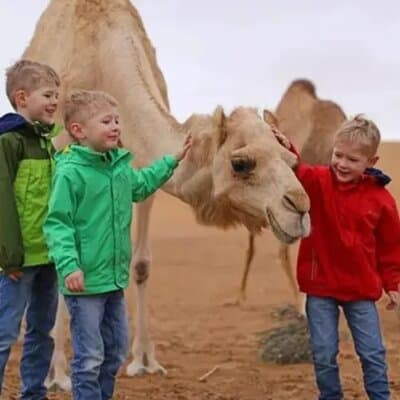 Dubai Morning Safari with 25 Mints Camel ride & Sand Boarding 4
